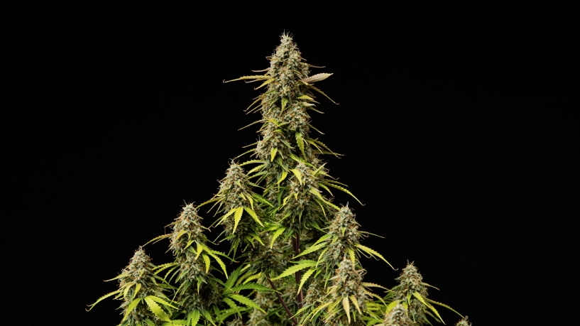 Atlas F1 Grow Report Cover: Mature Cannabis Colas Mature Atlas F1 cannabis colas against a black background, showing resinous buds, orange pistils, fading leaves, and harvest-ready flowering growth for the grow report cover.