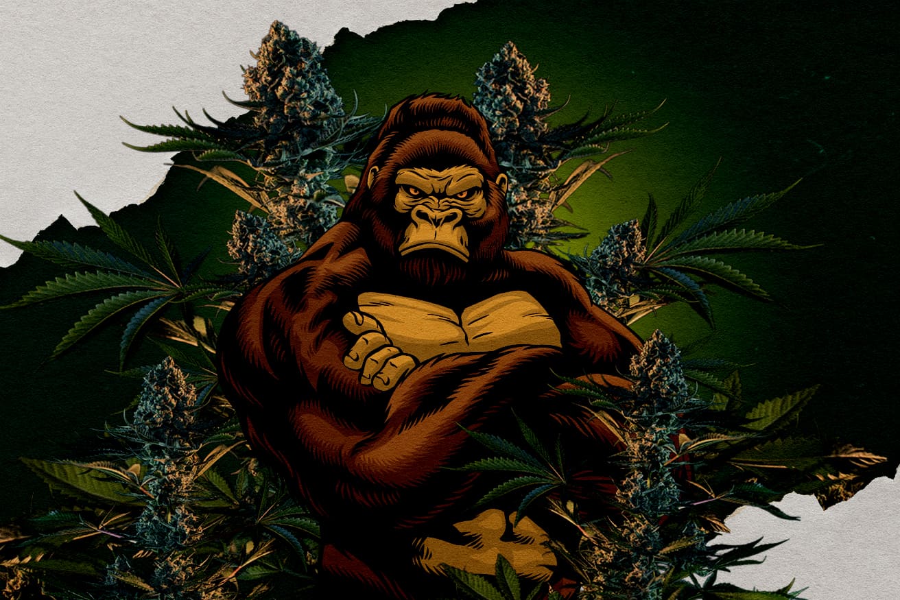 Illustration of a gorilla surrounded by cannabis buds, representing RQS Gorilla strains, questioning which is the strongest.