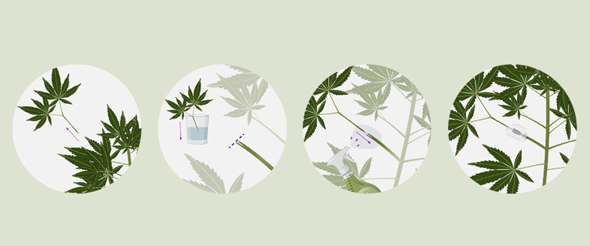 How to Graft Cannabis Plants: Your Step-by-Step Tutorial Learn how to graft cannabis plants with our step-by-step guide. Discover the necessary equipment, how to choose the best rootstock and scion, and follow our grafting tutorial.