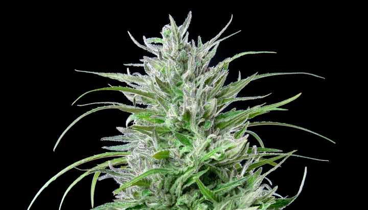 Critical Kush cannabis bud with frosty resinous flowers, bright green leaves, white pistils, and compact flowering growth against a dark background.