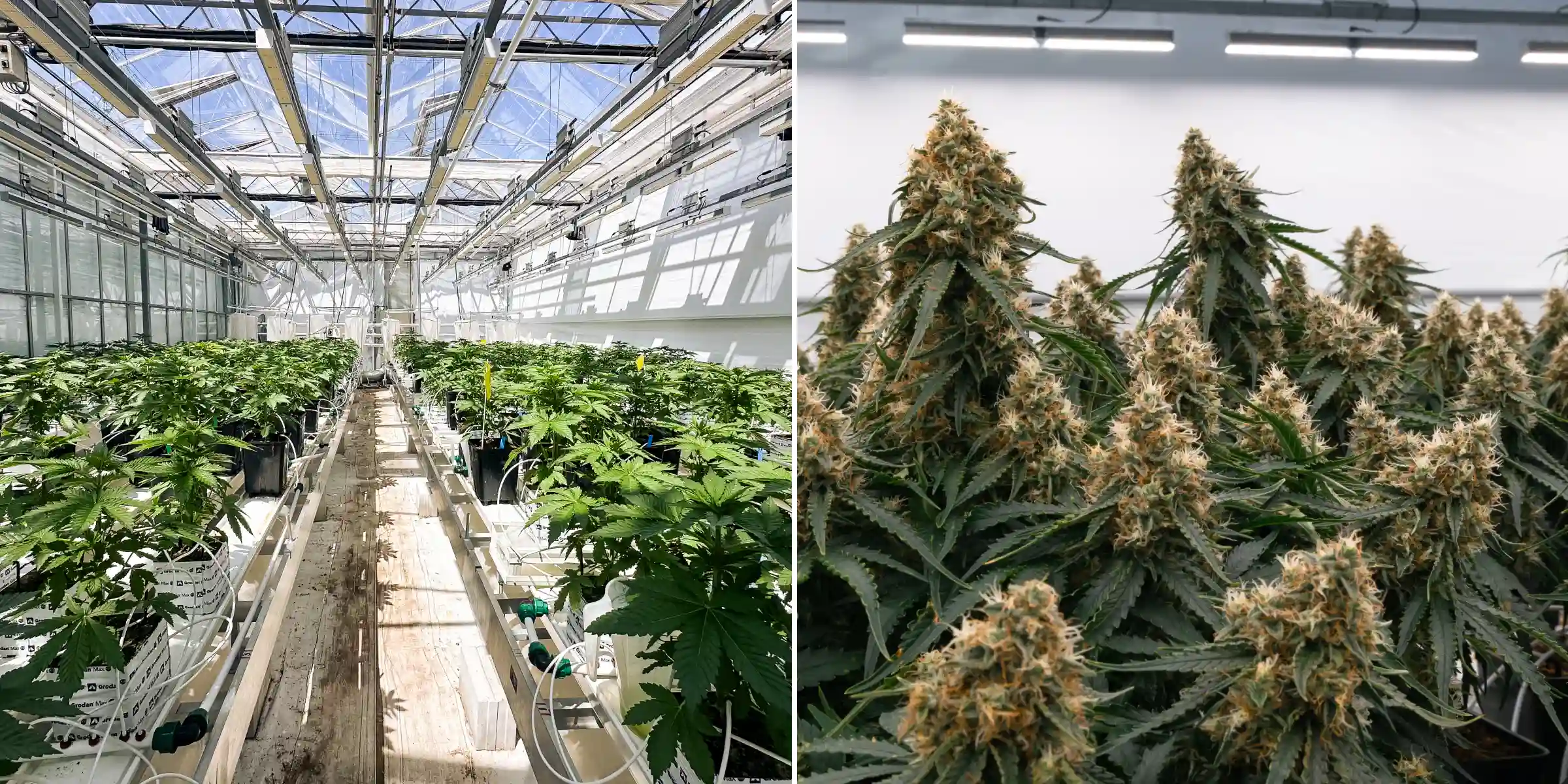 Rows of photoperiod F1 hybrid cannabis plants growing inside the Cultivation for Compounds greenhouse, showing rockwool blocks, irrigation lines, trial benches, and a controlled breeding research environment.