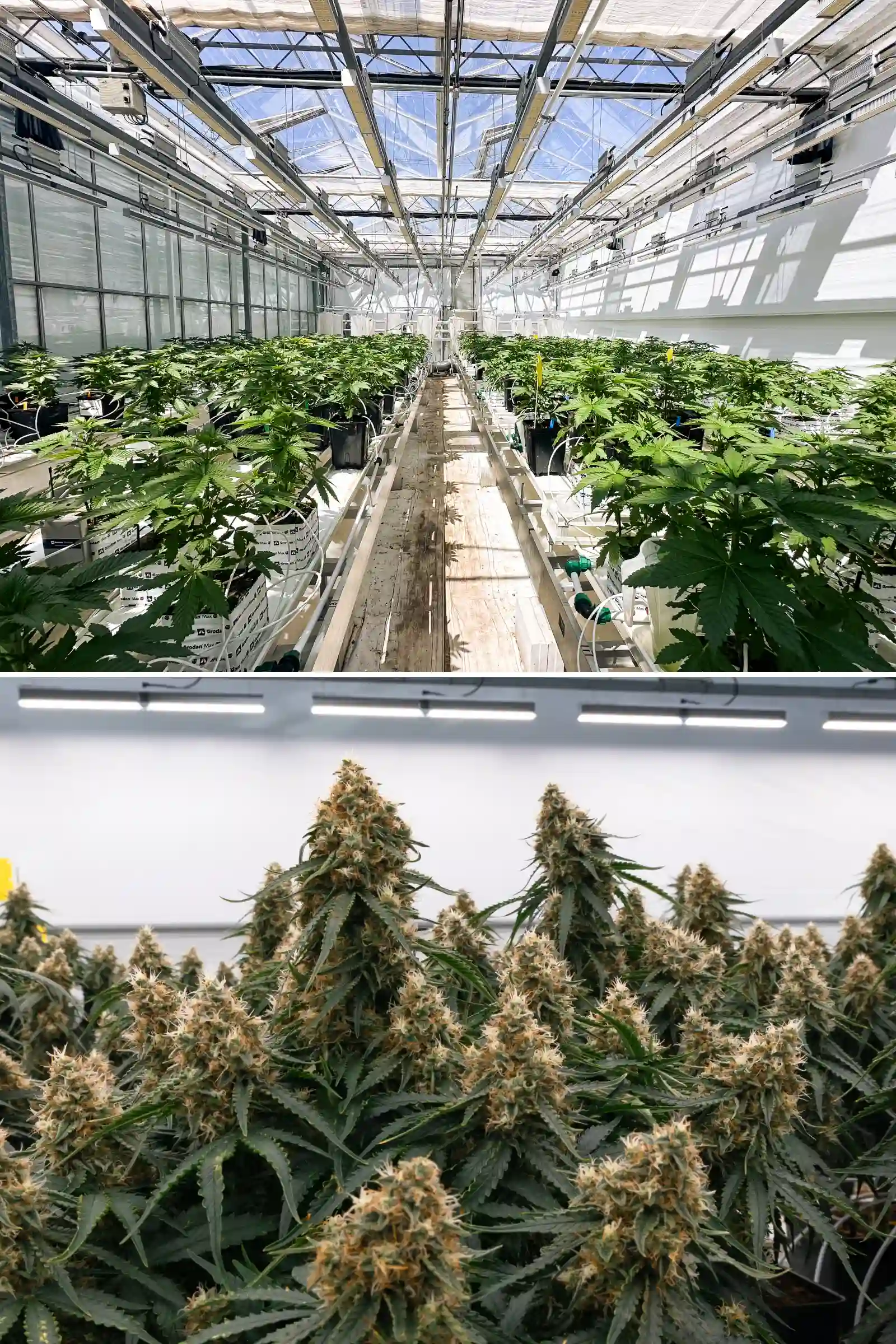 Rows of photoperiod F1 hybrid cannabis plants growing inside the Cultivation for Compounds greenhouse, showing rockwool blocks, irrigation lines, trial benches, and a controlled breeding research environment.