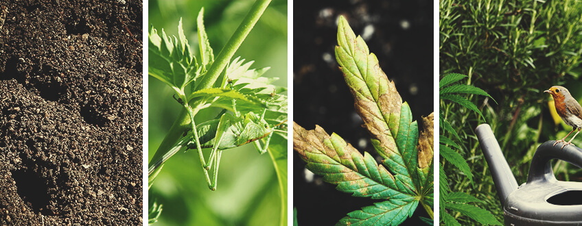 What Does Cannabis Grasshopper Damage Look Like?