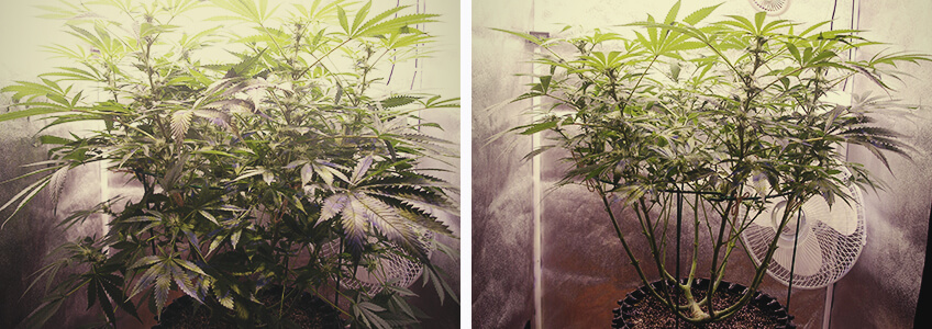 Defoliation Cannabis Plant in the Flowering Phase