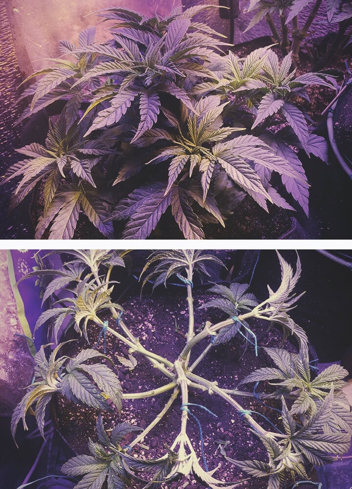 Defoliating Cannabis Plant in the Veg Phase