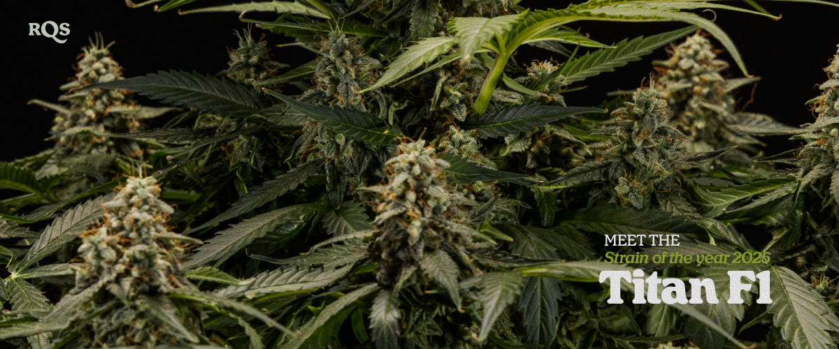 Titan F1 – Strain of the Year 2025 | High-yield cannabis hybrid by RQS Titan F1 cannabis plant with dense resin-covered buds, award-winning hybrid strain named Strain of the Year 2025 by RQS