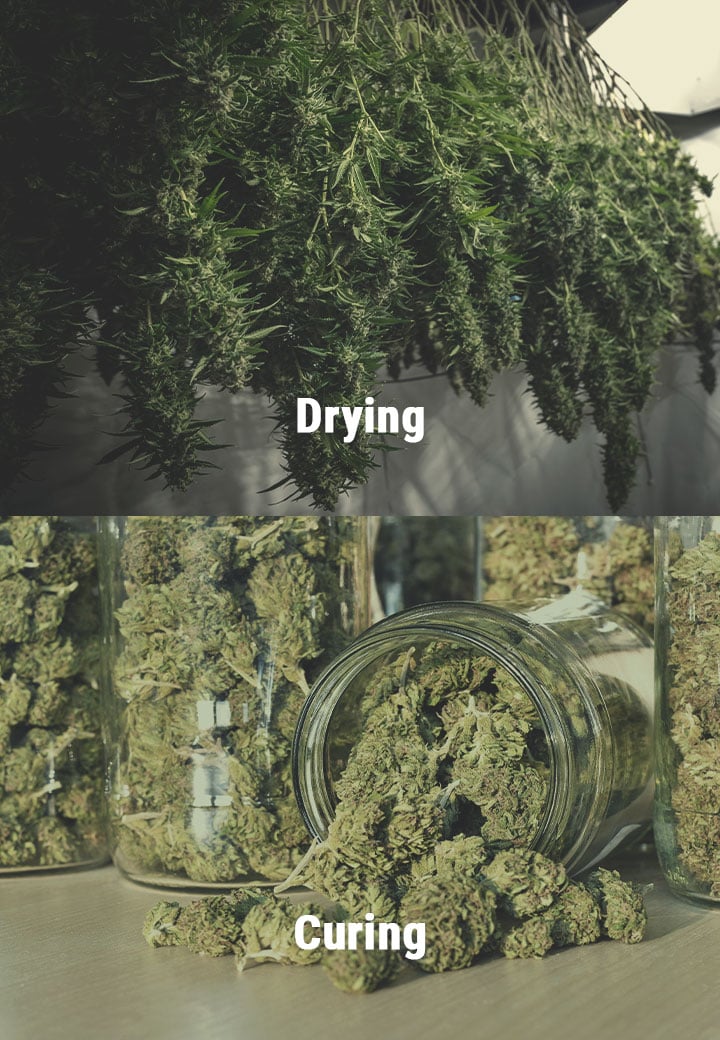How to Avoid Mouldy Weed During Drying and Curing
