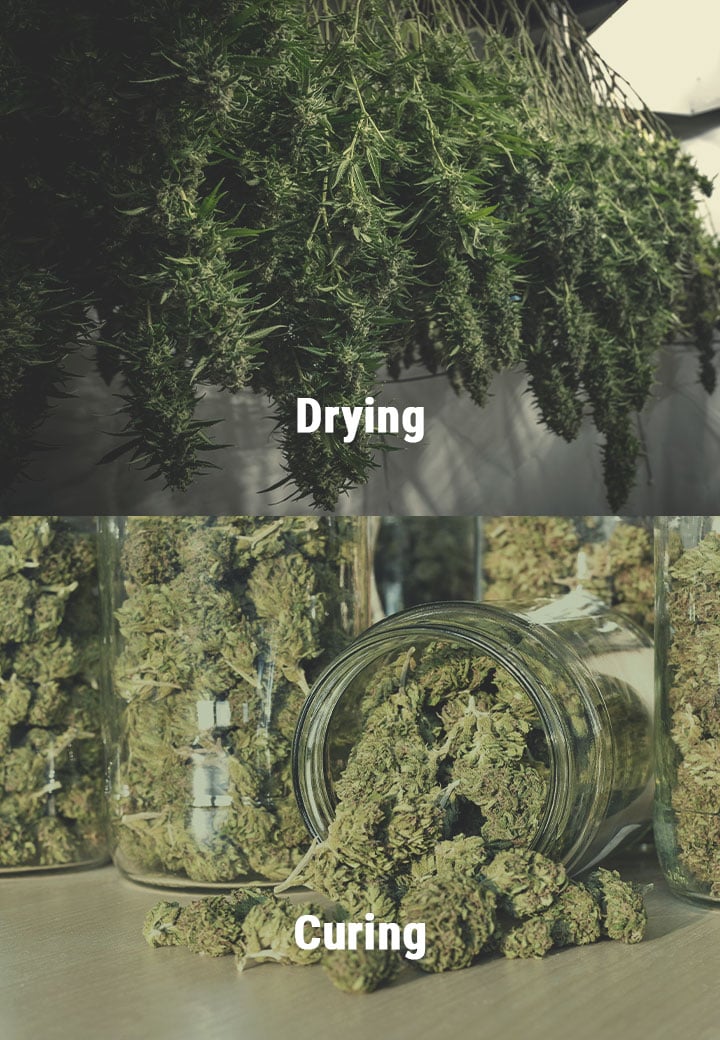 How to Avoid Mouldy Weed During Drying and Curing How to Avoid Mouldy Weed During Drying and Curing