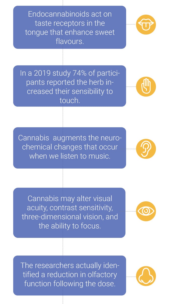 How Cannabis Affects the Senses How Cannabis Affects the Senses