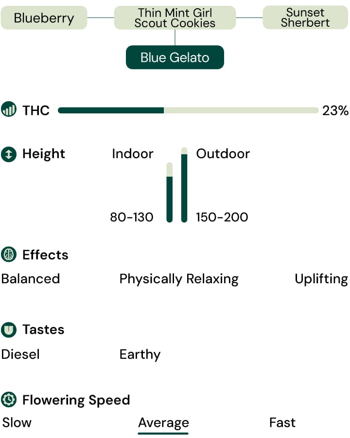 Blue Gelato Strain Characteristics