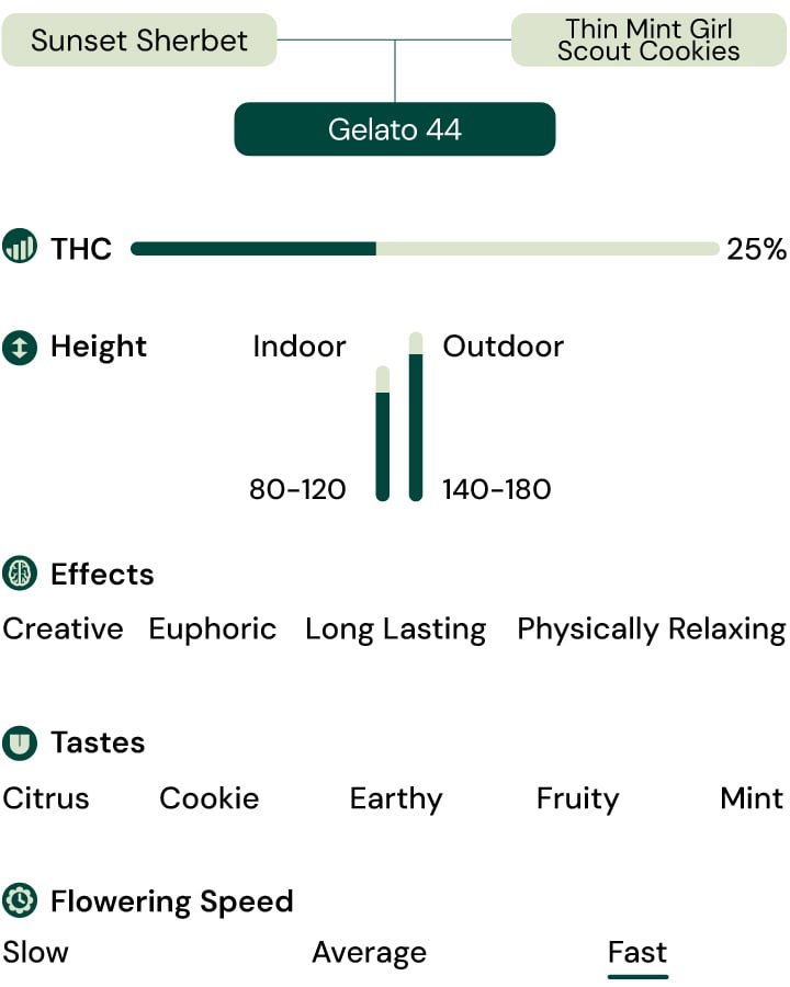 Gelato 44 Strain Characteristics Gelato 44 Strain Characteristics