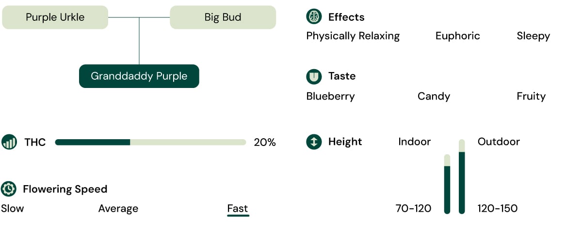 Granddaddy Purple Strain Characteristics Granddaddy Purple Strain Characteristics