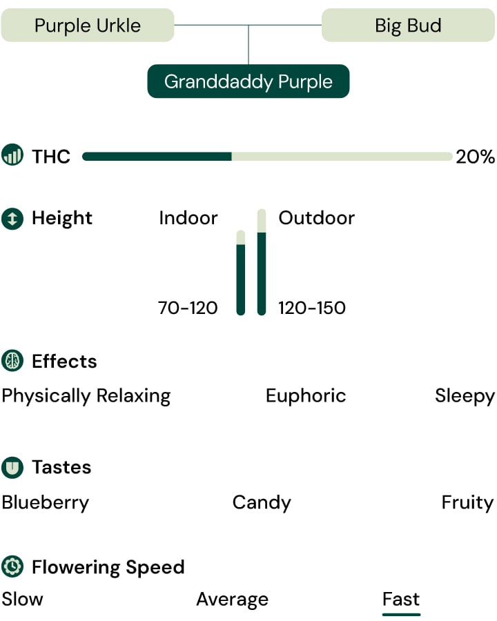 Granddaddy Purple Strain Characteristics Granddaddy Purple Strain Characteristics