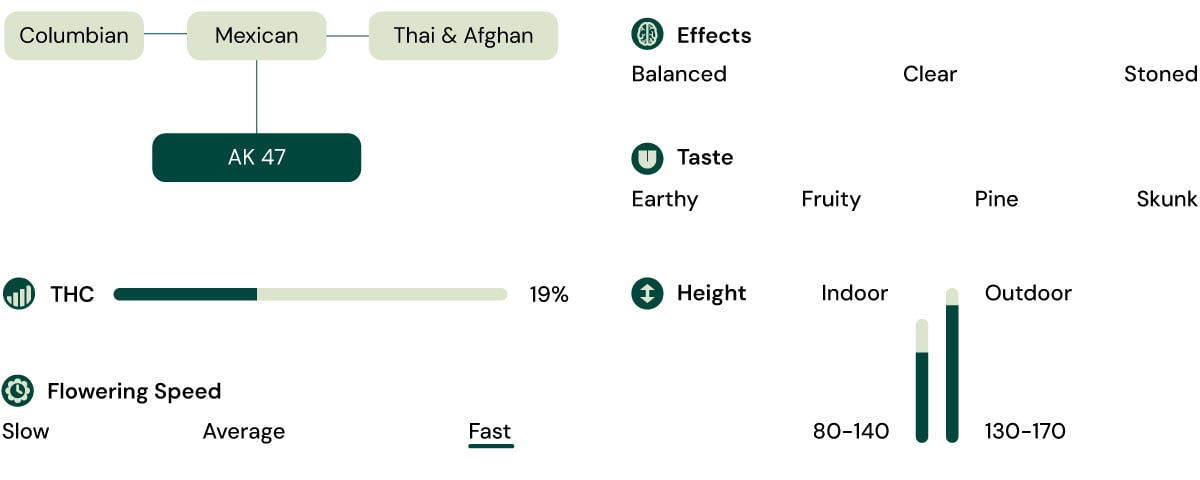 Royal AK (AK-47) Strain Characteristics Royal AK (AK-47) Strain Characteristics