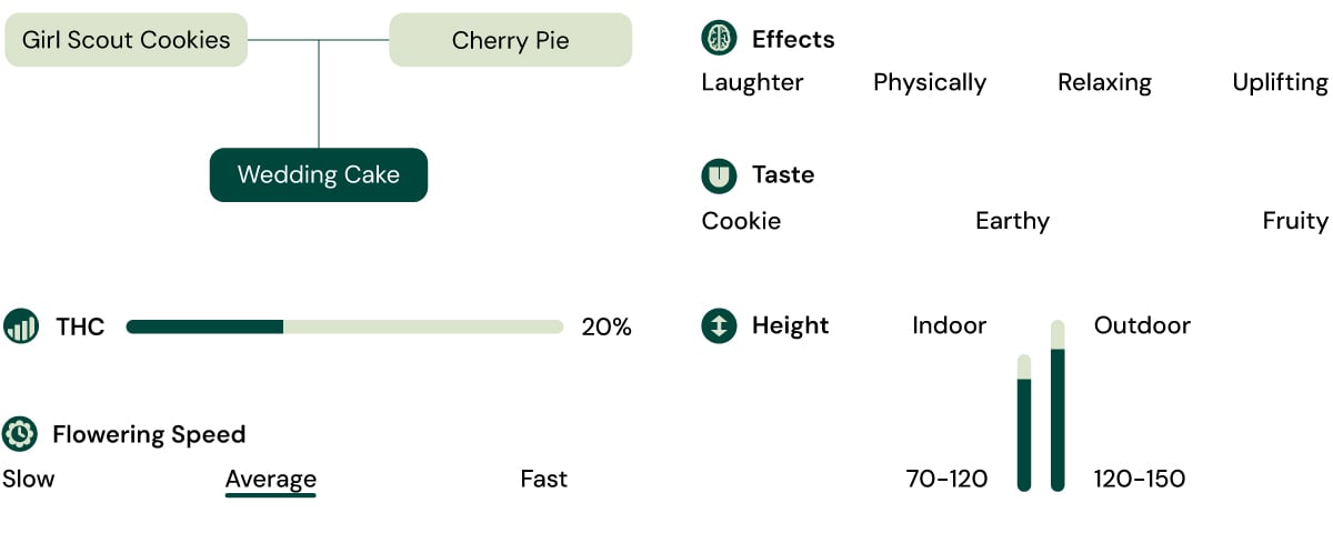 Wedding Cake Strain Infographic Hybrid cannabis from Girl Scout Cookies and Cherry Pie with 20% THC, relaxing and uplifting effects, and sweet earthy cookie flavor.