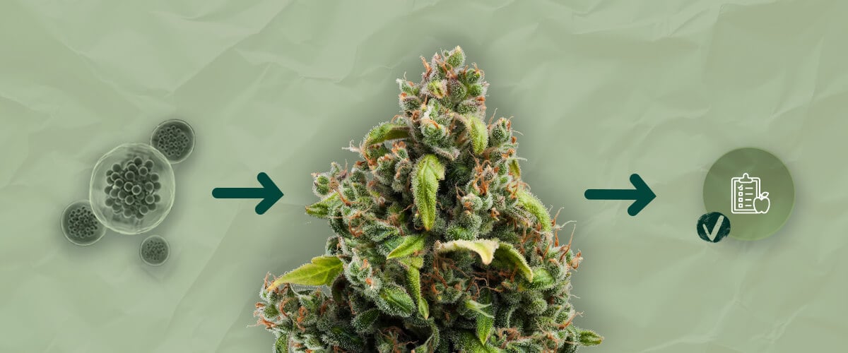 Understanding Cannabis Guttation: Close-Up of Water Droplets on a Leaf Emerging Biostimulant Technologies for Enhanced Cannabis Growth