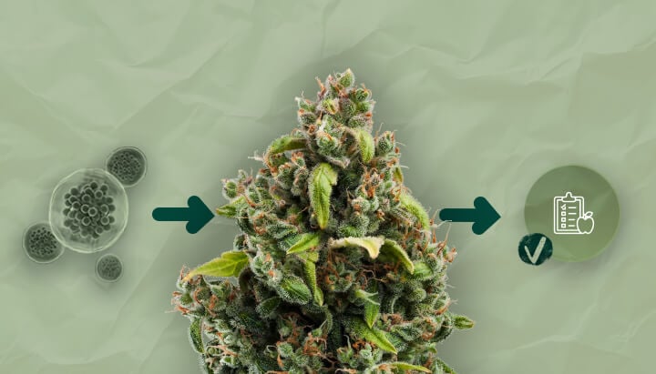 Emerging Biostimulant Technologies for Enhanced Cannabis Growth Discover the latest advancements in biostimulant technologies and their potential to revolutionize cannabis cultivation for improved yields and plant health.