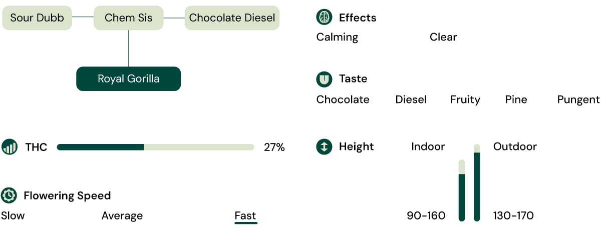 Royal Gorilla Strain Characteristics