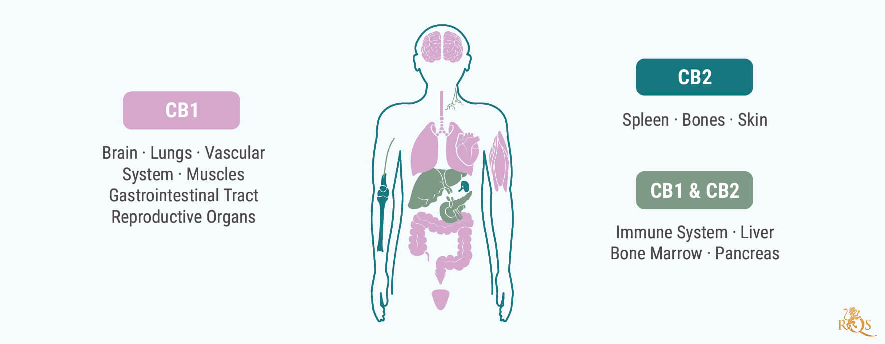 Receptors Receptors