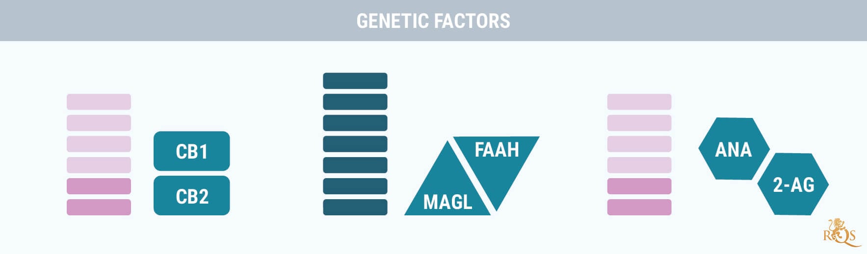 Genetic Factors Genetic Factors