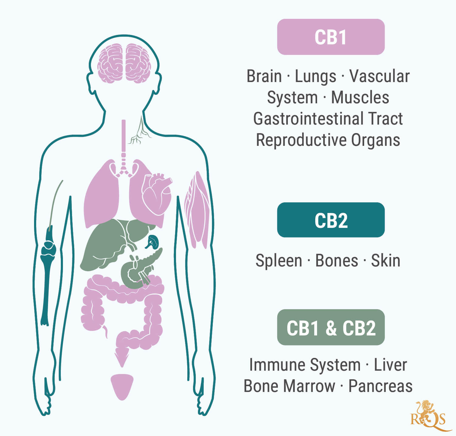 Receptors Receptors