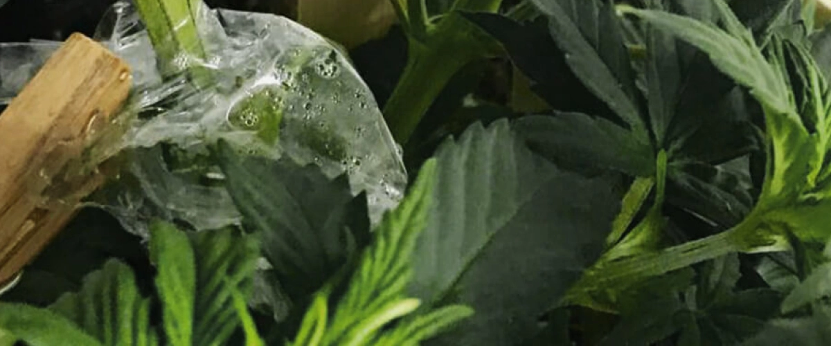 Cannabis graft protected with transparent film Matériel de greffage du cannabis avec sécateur, lame de greffage, film, eau, solution nutritive pH 6 et planche en bois.