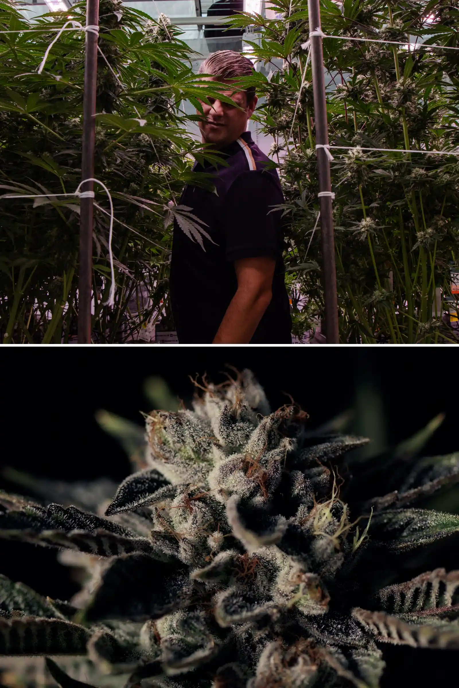 Maikel standing among tall photoperiod F1 hybrid cannabis plants beside a close-up of a frosty resinous flower, showing mature buds, trichomes, and breeding trial conditions.