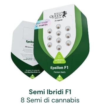 semi-ibridi-F1-di-cannabis