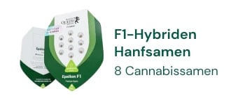 F1 Hybrid cannabis seeds 