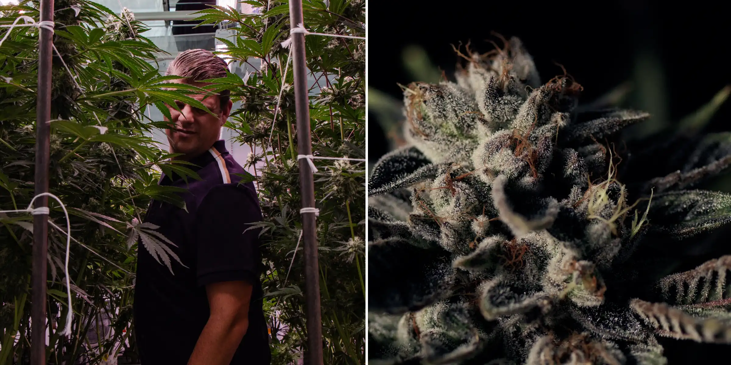 Maikel standing among tall photoperiod F1 hybrid cannabis plants beside a close-up of a frosty resinous flower, showing mature buds, trichomes, and breeding trial conditions.