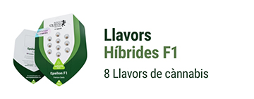Llavors de marihuana híbrides F1