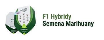 F1 Hybrid cannabis seeds 