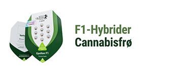 F1 Cannabis-hybridfrø