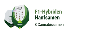 F1 Hybrid cannabis seeds 
