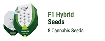 F1 Hybrid cannabis seeds 