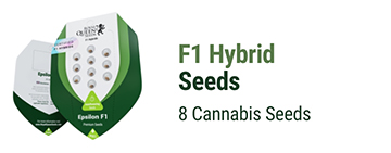 F1 Hybrid cannabis seeds 