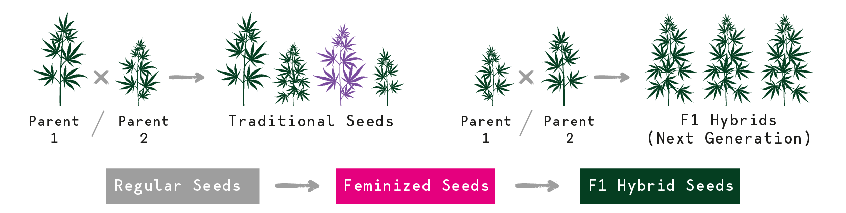 Cannabis Seeds Evolution Cannabis Seeds Evolution