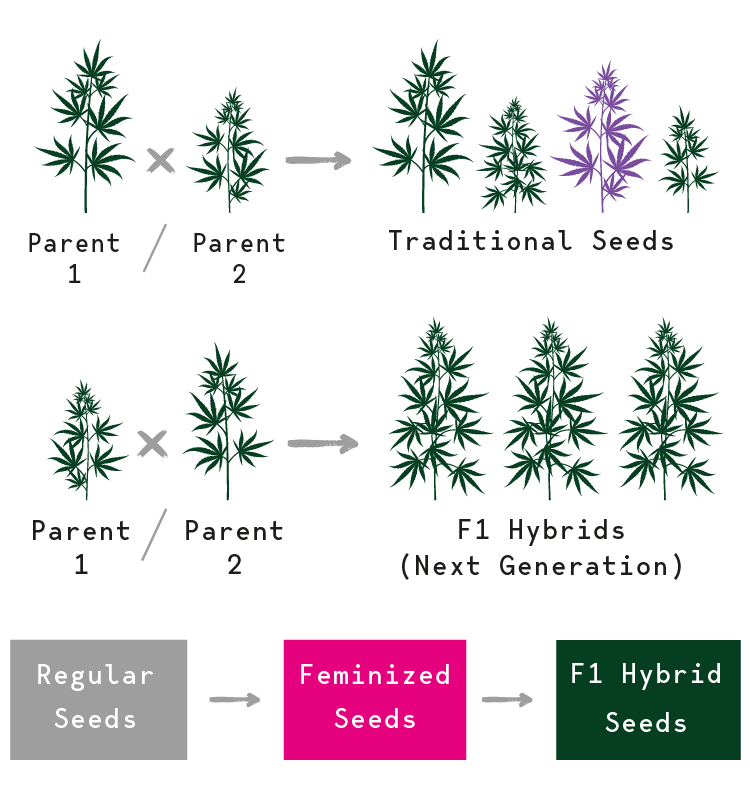 Cannabis Seeds Evolution