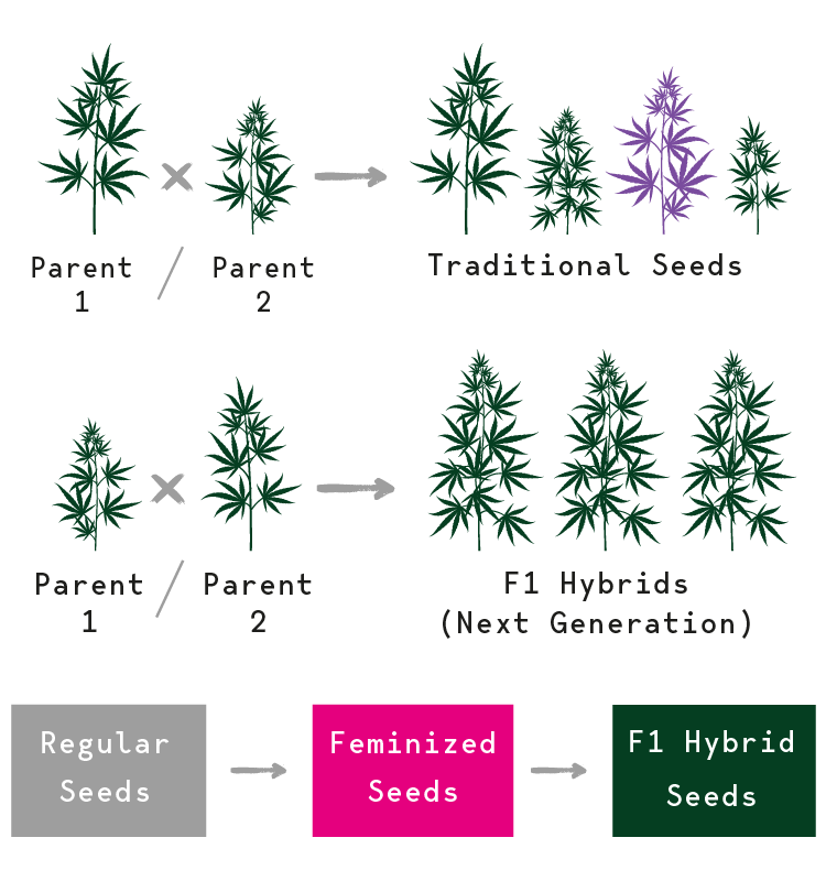 Cannabis Seeds Evolution Cannabis Seeds Evolution