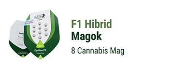 F1 hibrid kannabiszmagok