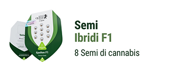 semi-ibridi-F1-di-cannabis