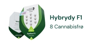 F1 Cannabis-hybridfrø