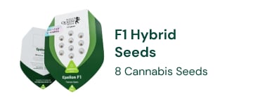 F1 Hybrid cannabis seeds 