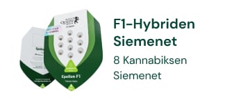 F1-hybridikannabiksen siemenet