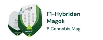 F1 hibrid kannabiszmagok