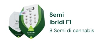 semi-ibridi-F1-di-cannabis