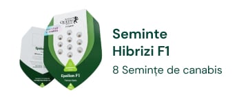 Semințe hibride de canabis F1