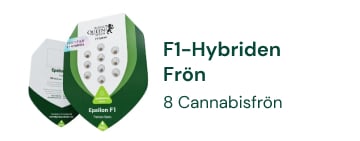 F1 Hybrid cannabisfrön