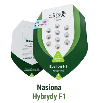 Nasiona konopi hybrydy F1