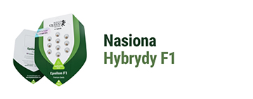F1 Hybrid cannabis seeds